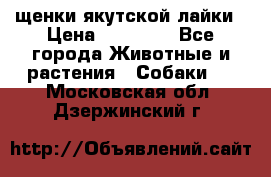 щенки якутской лайки › Цена ­ 15 000 - Все города Животные и растения » Собаки   . Московская обл.,Дзержинский г.